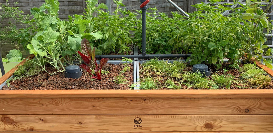 Aquaponik Bell Siphon in einem Grow Bed PRO von OFERA