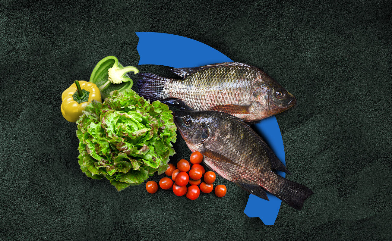 Tilapia-Fische, Gemüseernte und Kreislaufabschnitt als Teil eines Aquaponik-Systems im OFERA Cycle-Farming