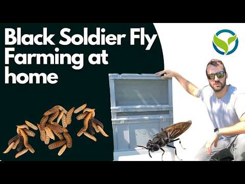 Black Soldier Fly - BSF Love Cage, cage en filet professionnelle pour l&