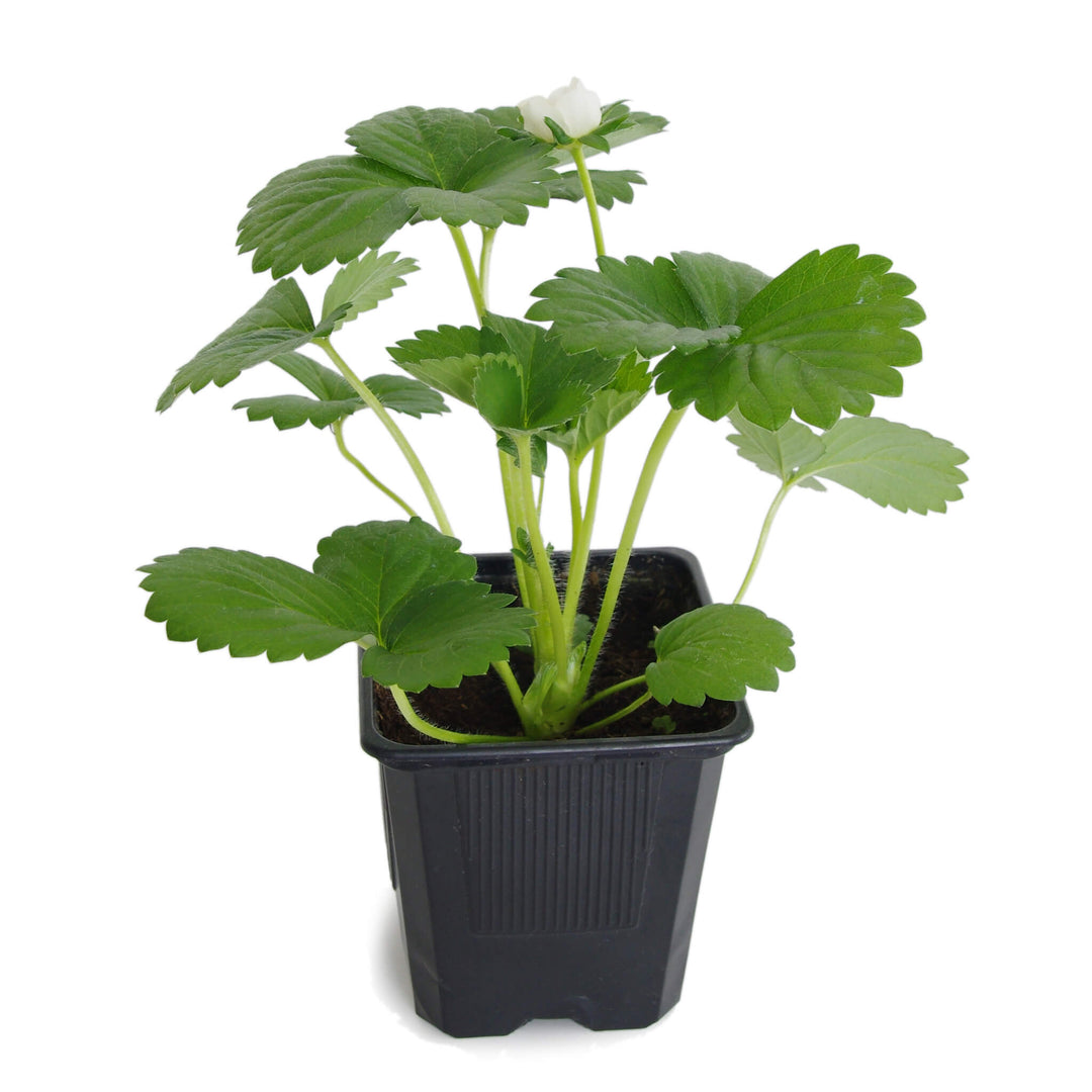 Erdbeere Jungpflanze, Aquaponik, Hochbeet oder Garten